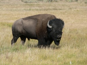 buffalo